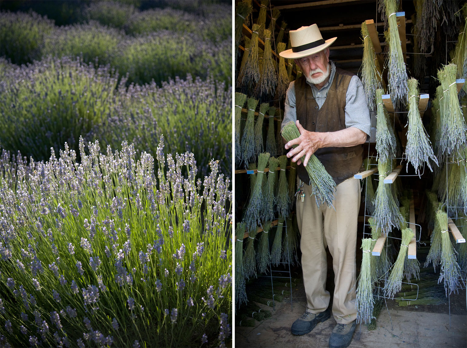 Donald Harms at his Lavender Farm
