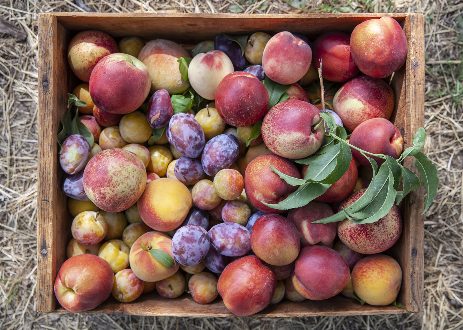 Box of Organic Stone Fruit from Bera Farms in Winters, California.