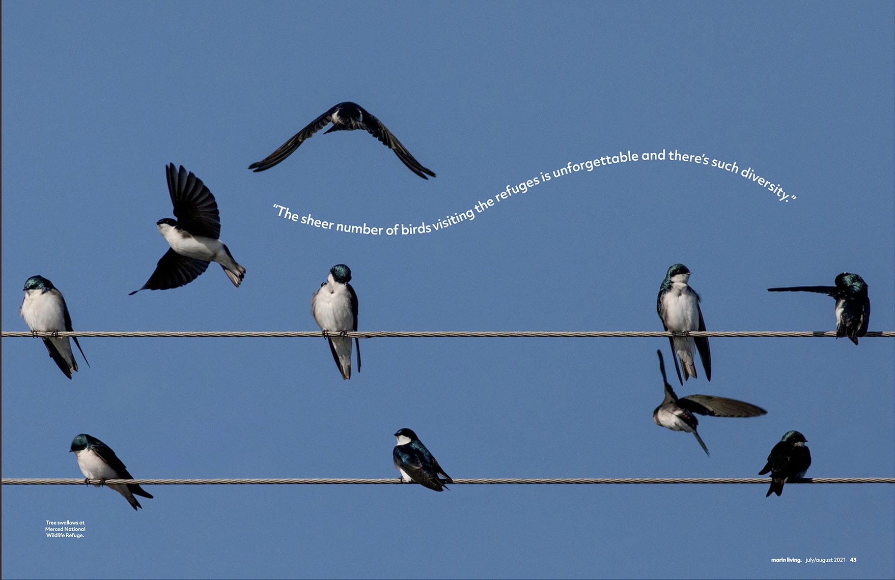 Tree Swallows Double Page Layout for Marin Living Magazine, August 2021