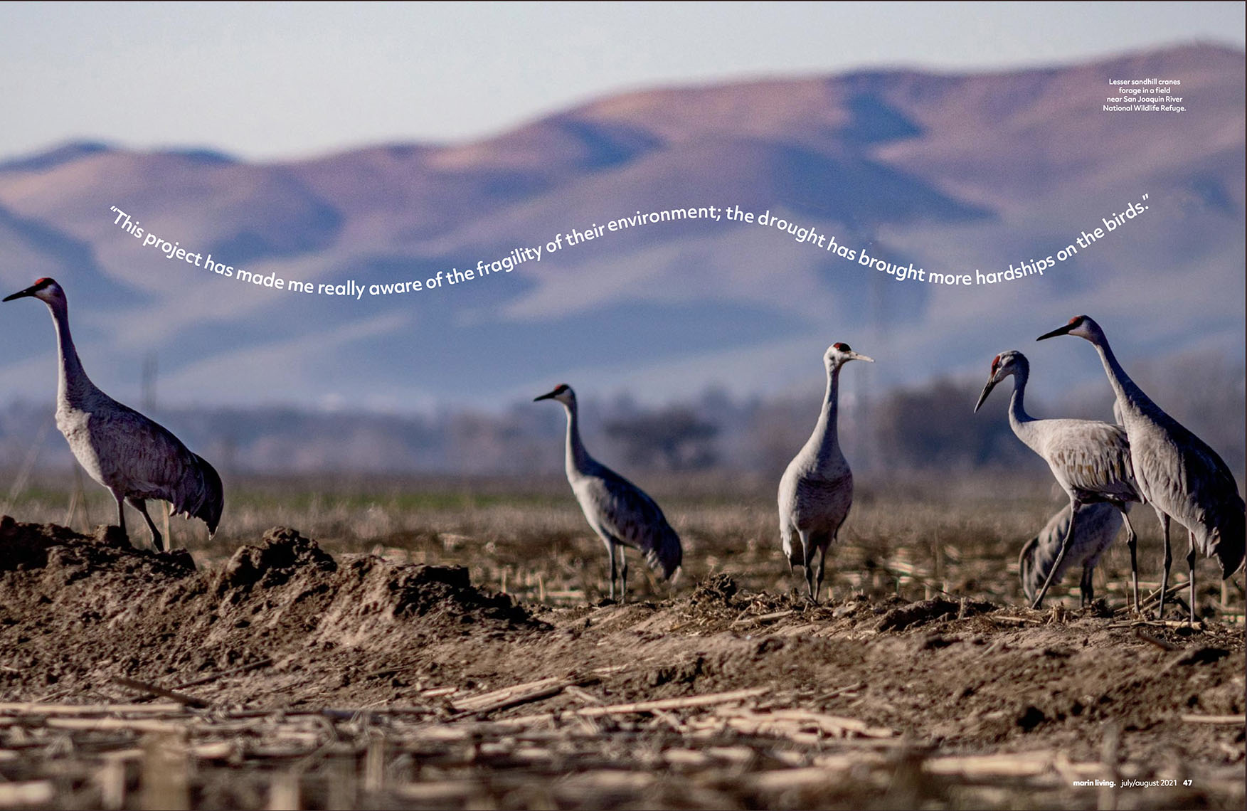 Sandhill Crane double page layout