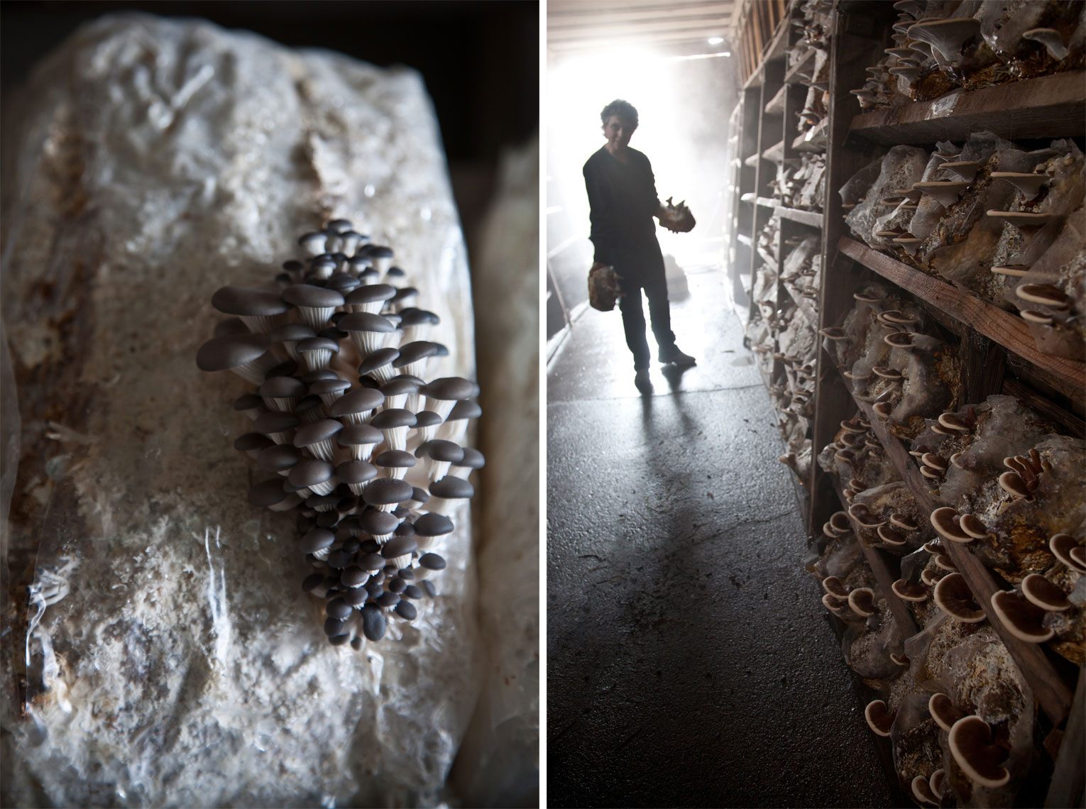 Far West Fungi