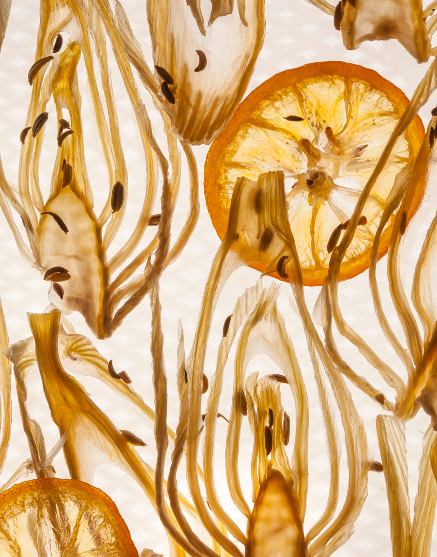 Dried_Sweet_Fennel_Fans_v2