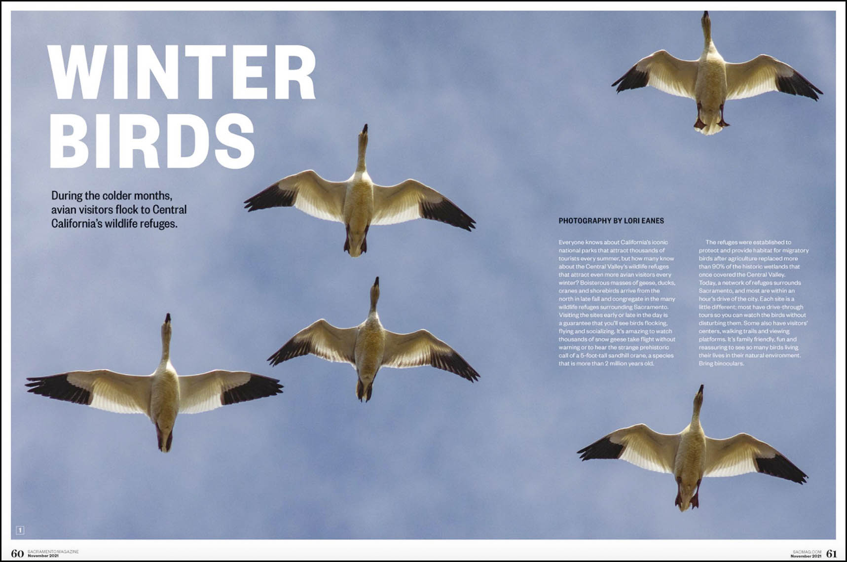 Snow geese double page spread in Sacramento Magazine, Fall 2021 issue.