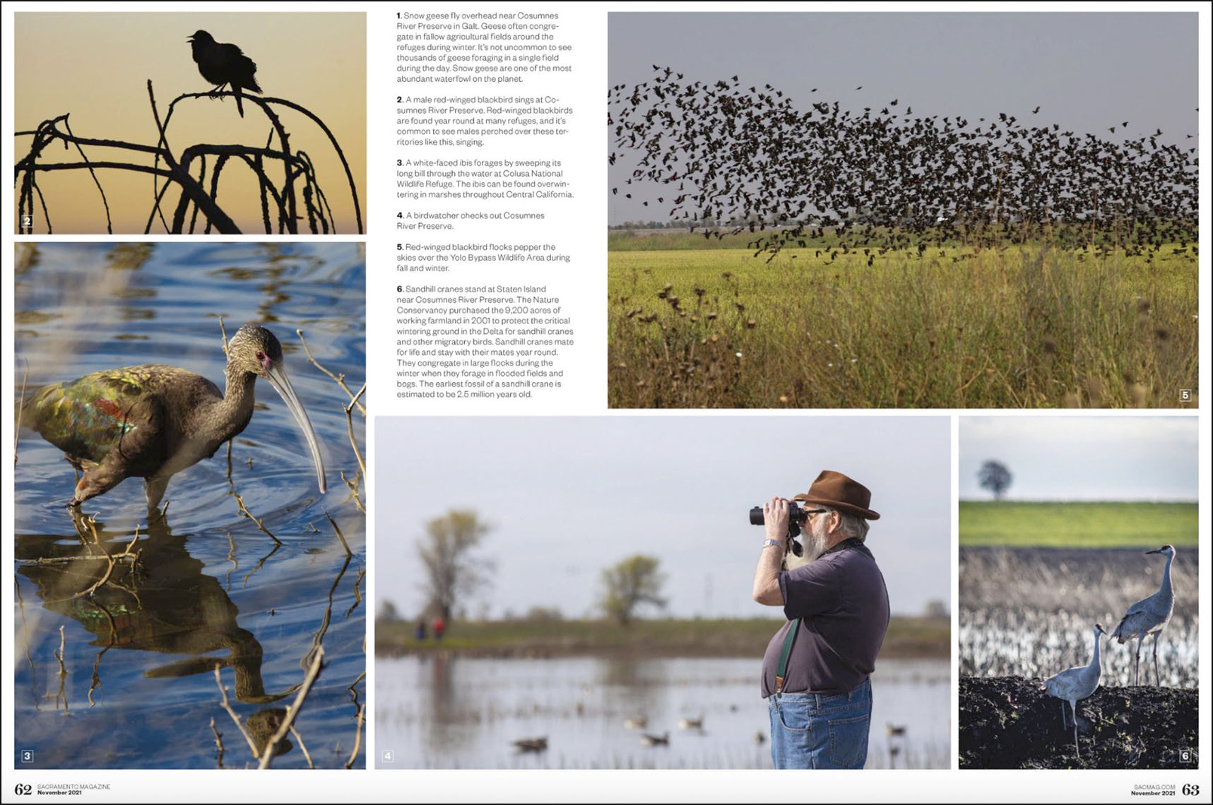 Winter Birds story, Sacramento Magazine, Fall 2021 issue
